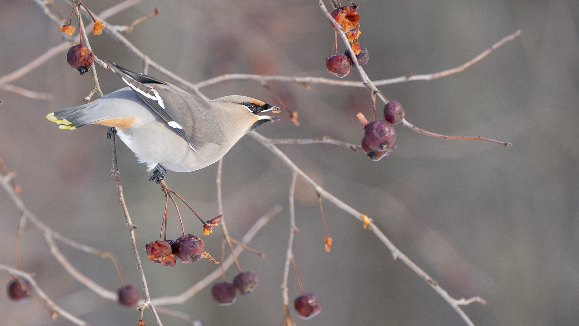 Bohemian Waxwing
