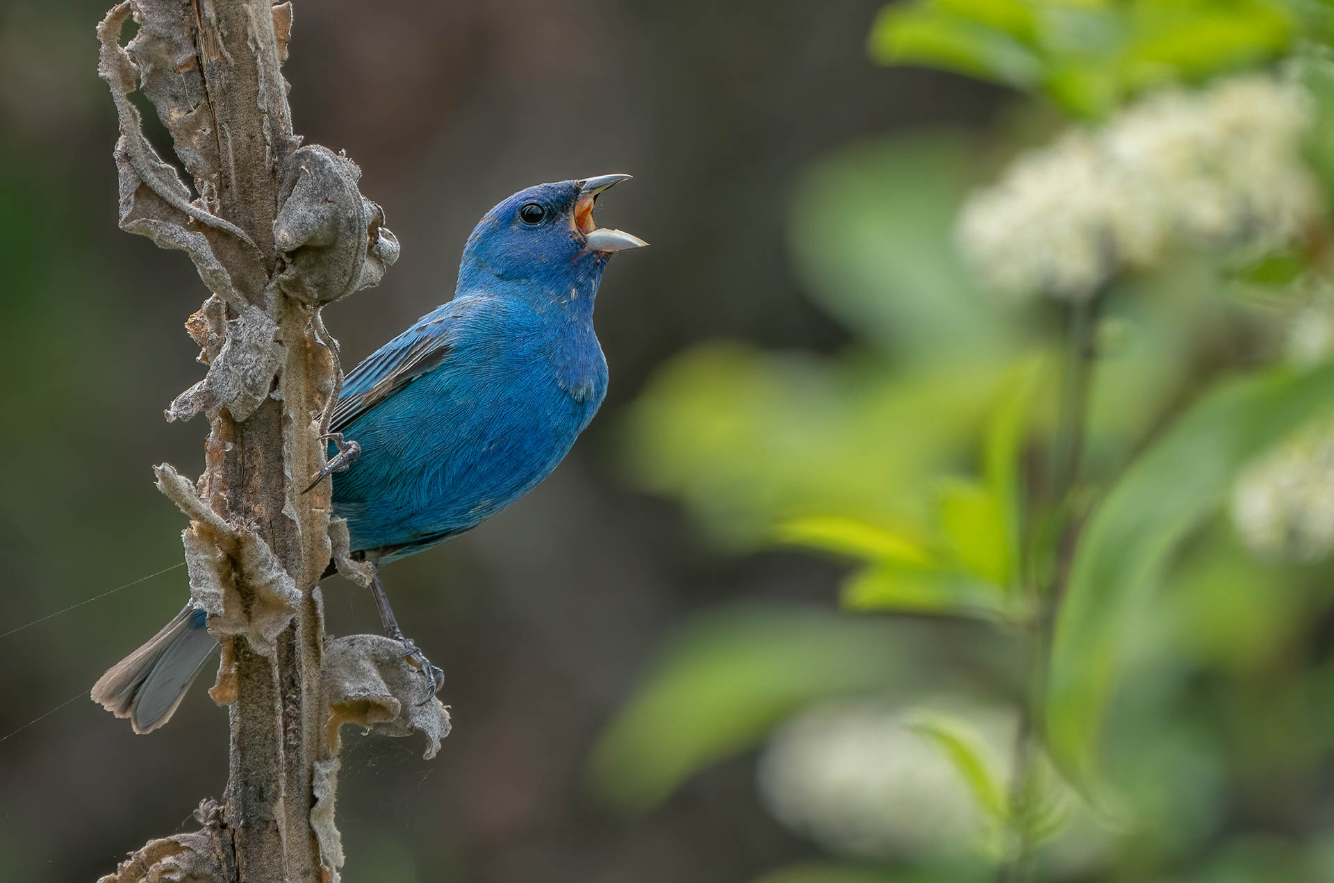 Indigo Bunting