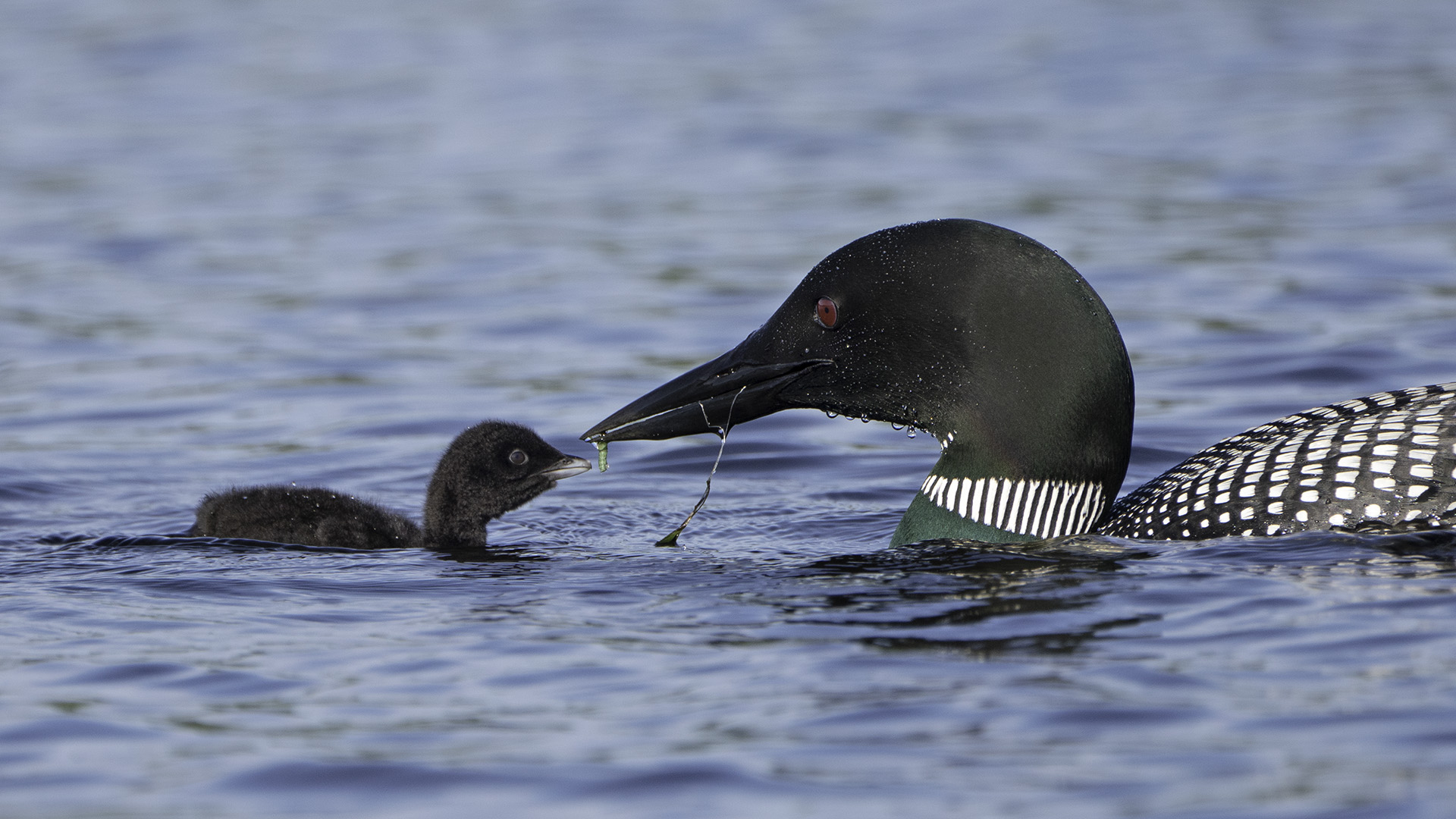 Common Loon