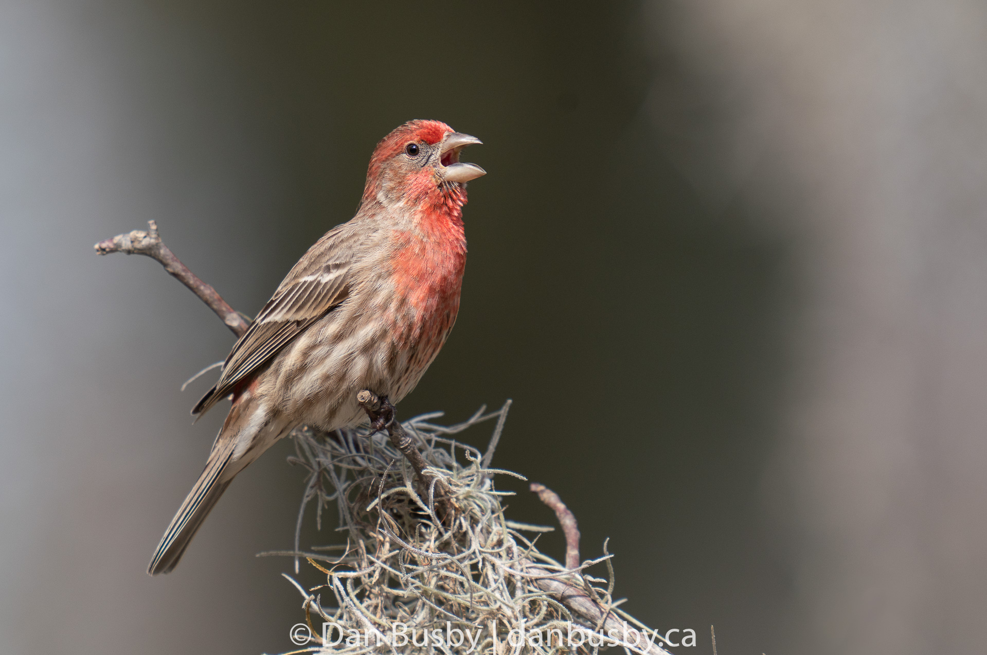 House Finch