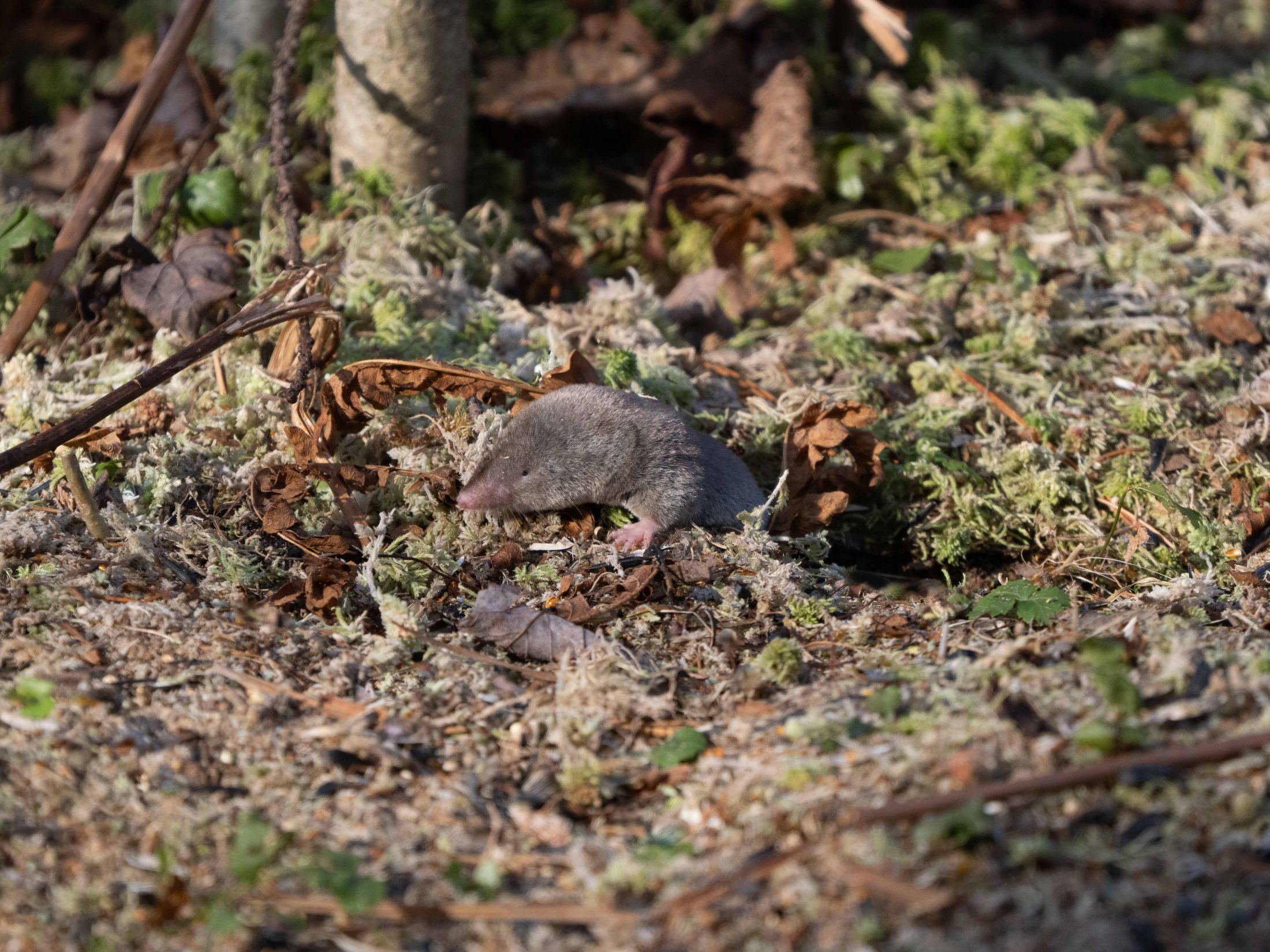 Short-tailed Shrew