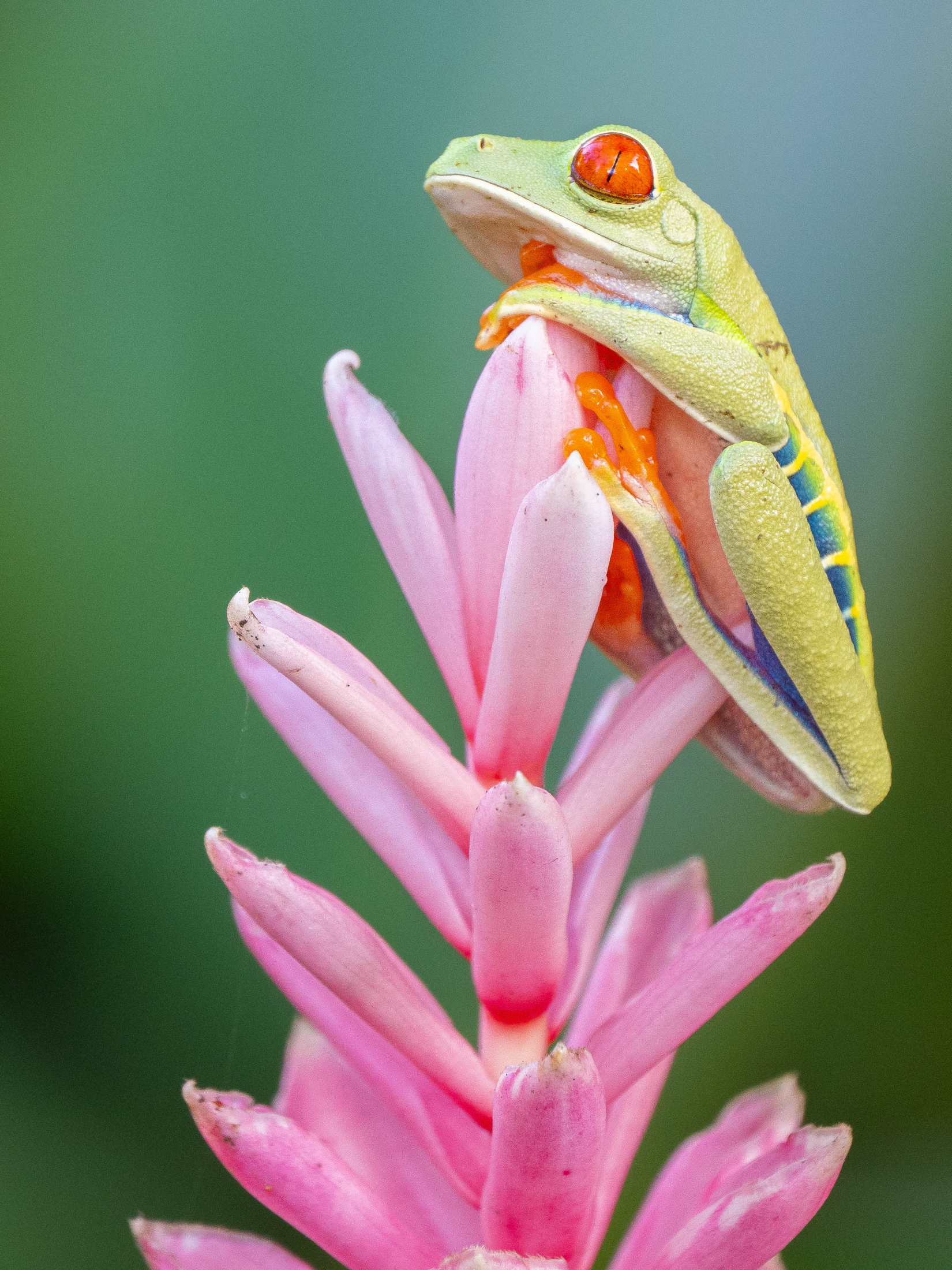 Red-eyed Treefrog