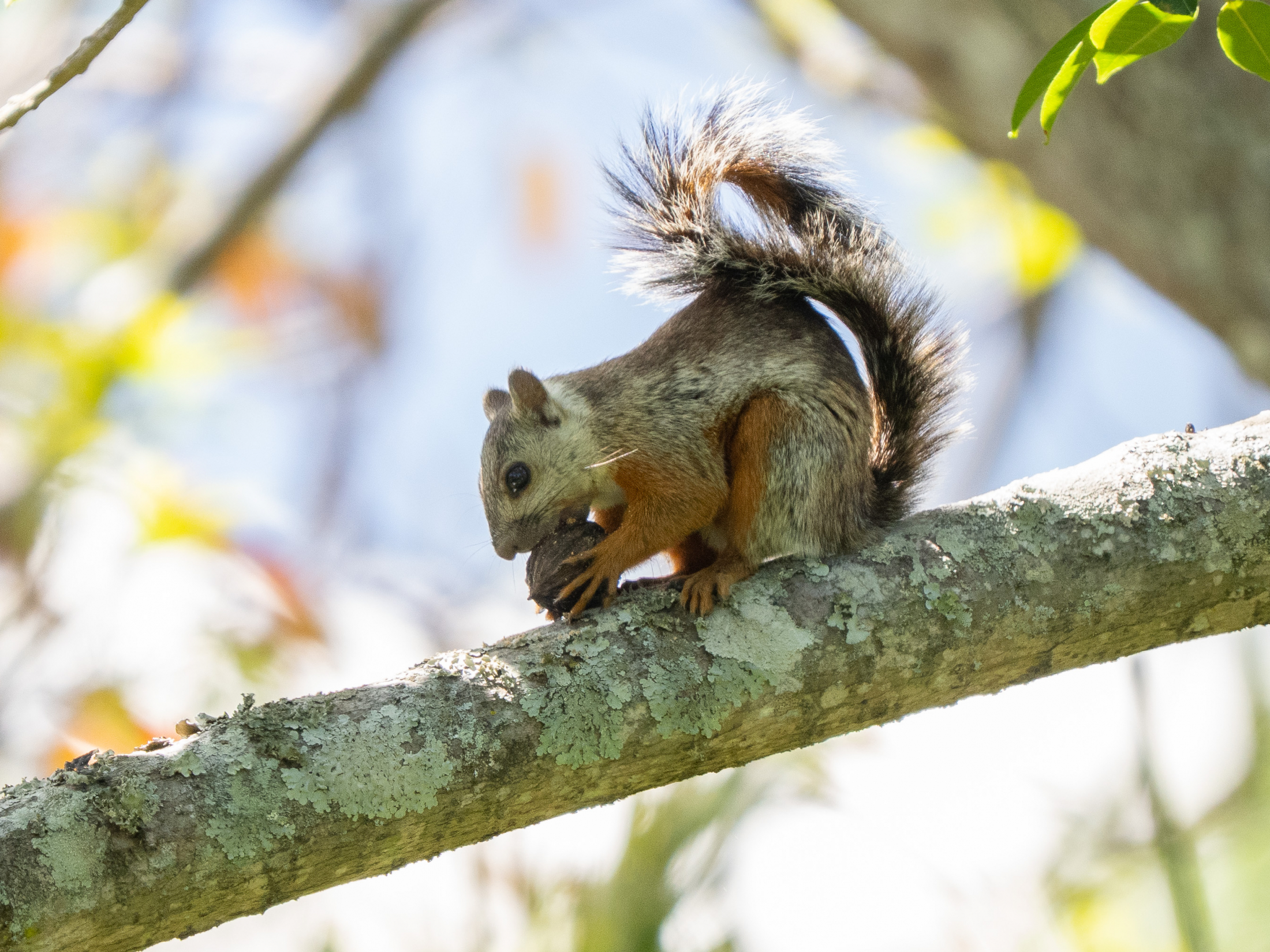 Variegated Squirrel