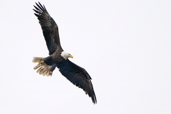Bald Eagle, Savannah National Wildlife Refuge, South Carolina, USA