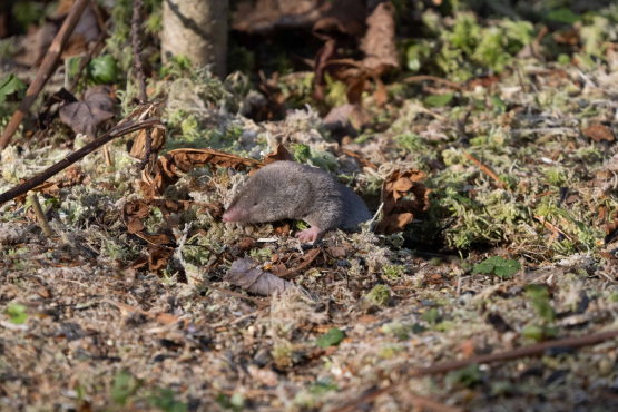 Short-tailed Shrew