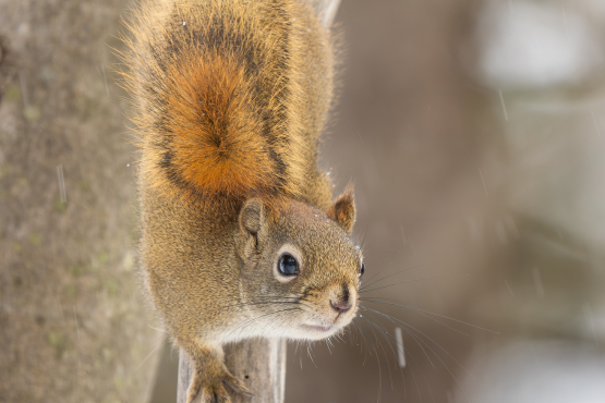 Red Squirrel