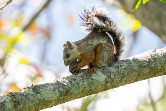 Variegated Squirrel