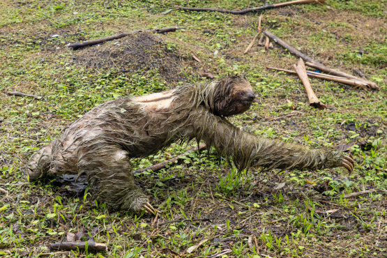 Three-toed Sloth