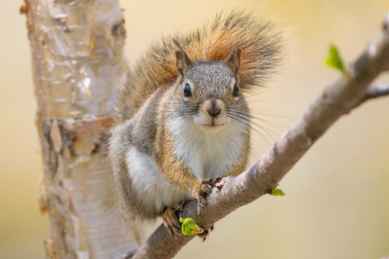 Red Squirrel